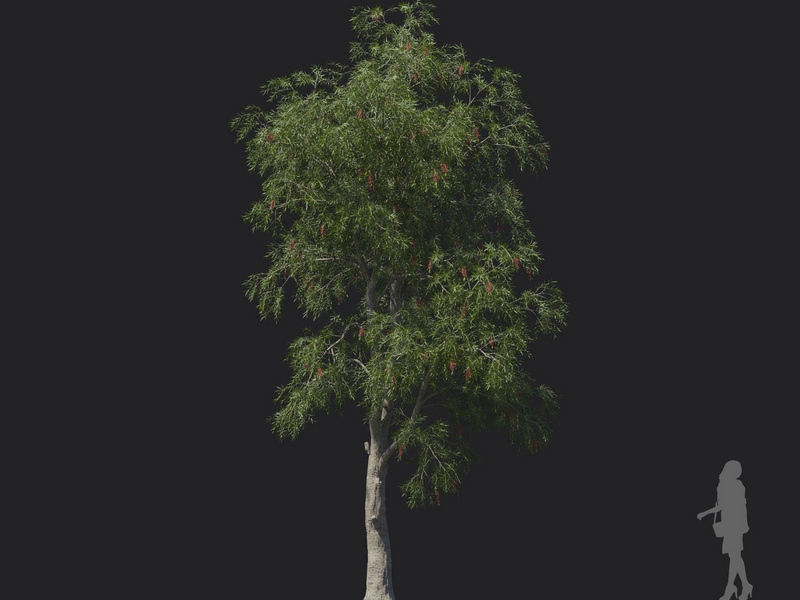 Maxtree - Plant Models Vol.121