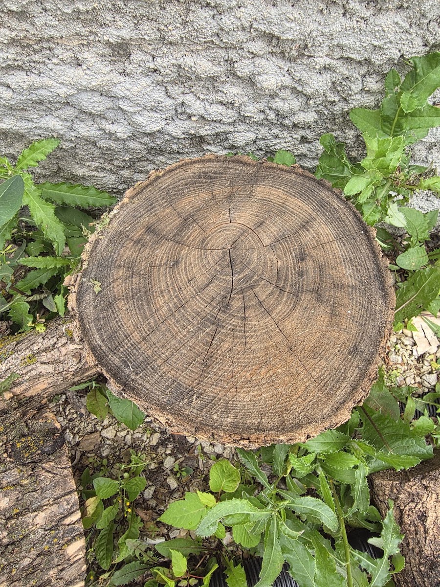 The trees