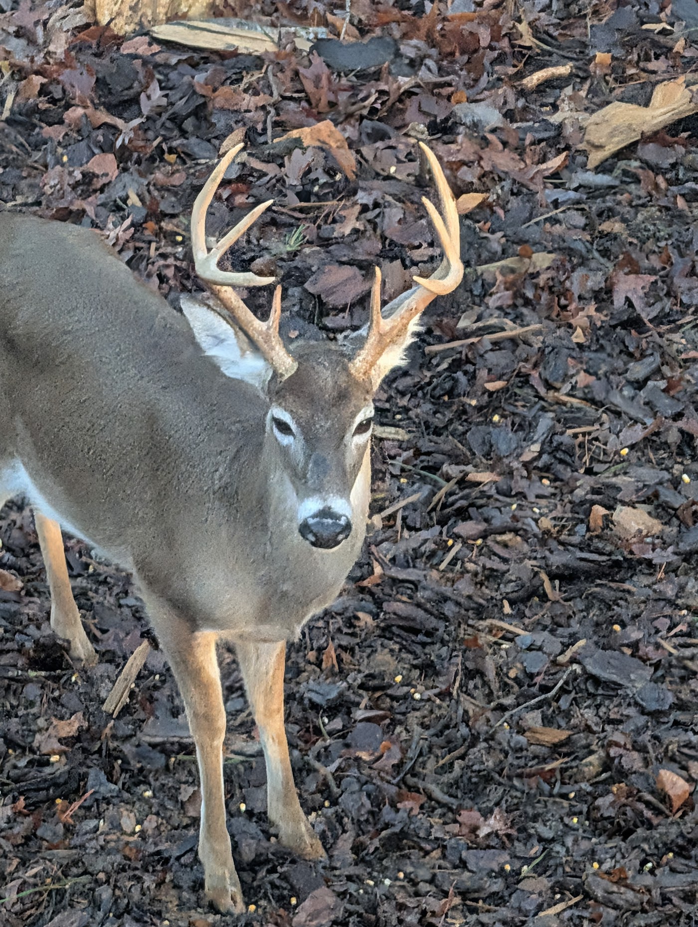 White-tailed buck deer at Orchard & Vine Mountain Haus cabin in Ellijay, Georgia