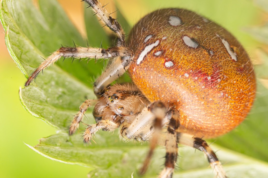 Araneus quadratus