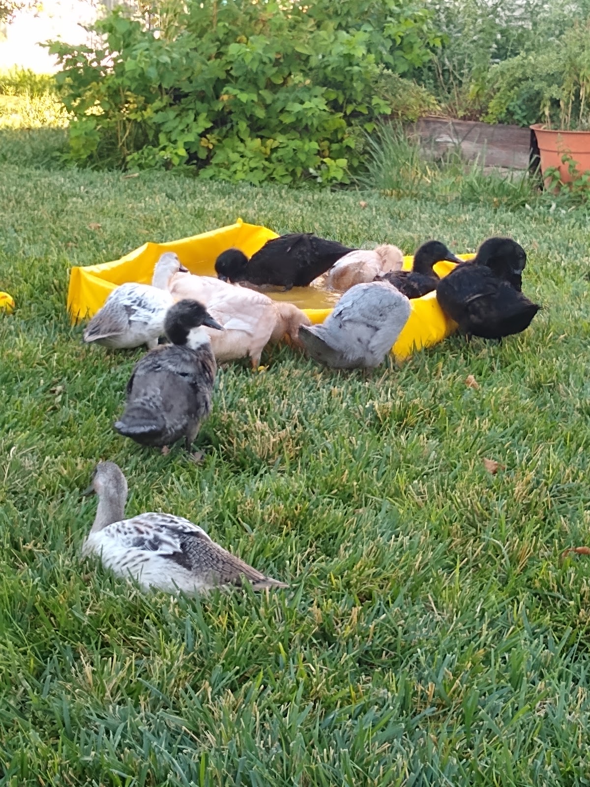 Buff Duckling, Blue Swedish Duckling, Cayuga Duckling, Welsh Harlequin Duckling