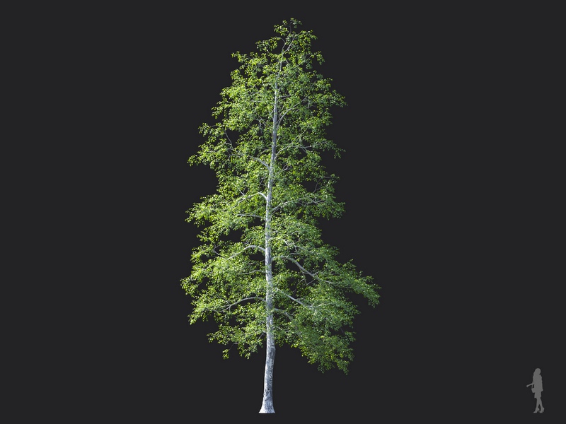 Maxtree - Plant Models Vol.124