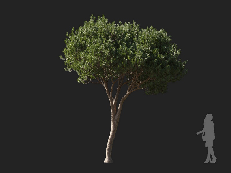 Maxtree - Plant Models Vol.127