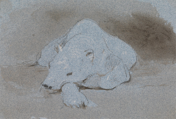 A Polar Bear Asleep Front View ca 1856