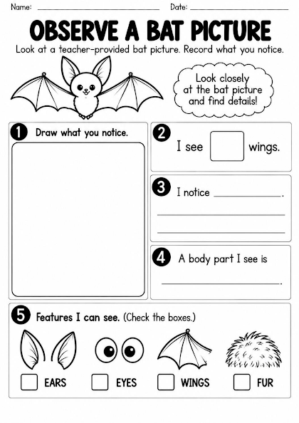 Observe a Bat Picture Worksheet