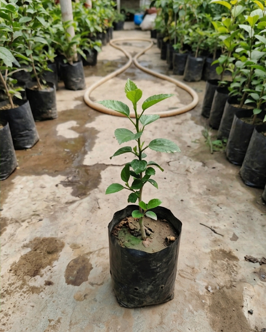 Hibiscus White Flower Plant — view 2