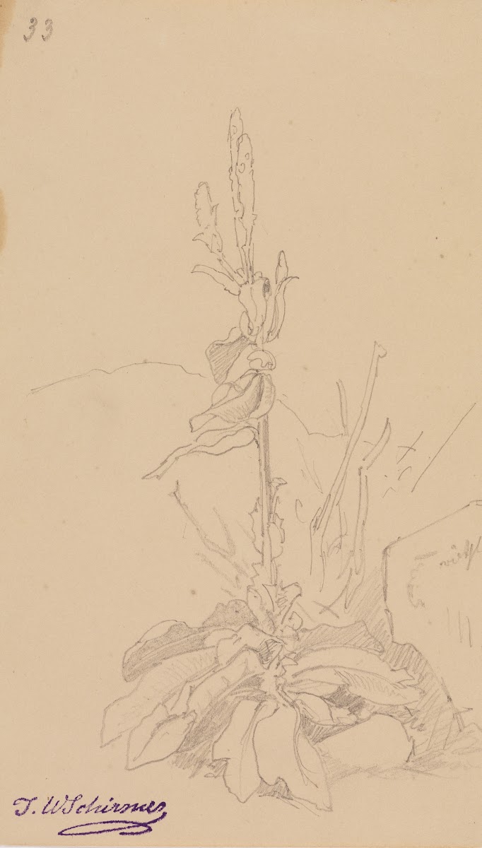 Pflanzenstudie fol 33 1836
