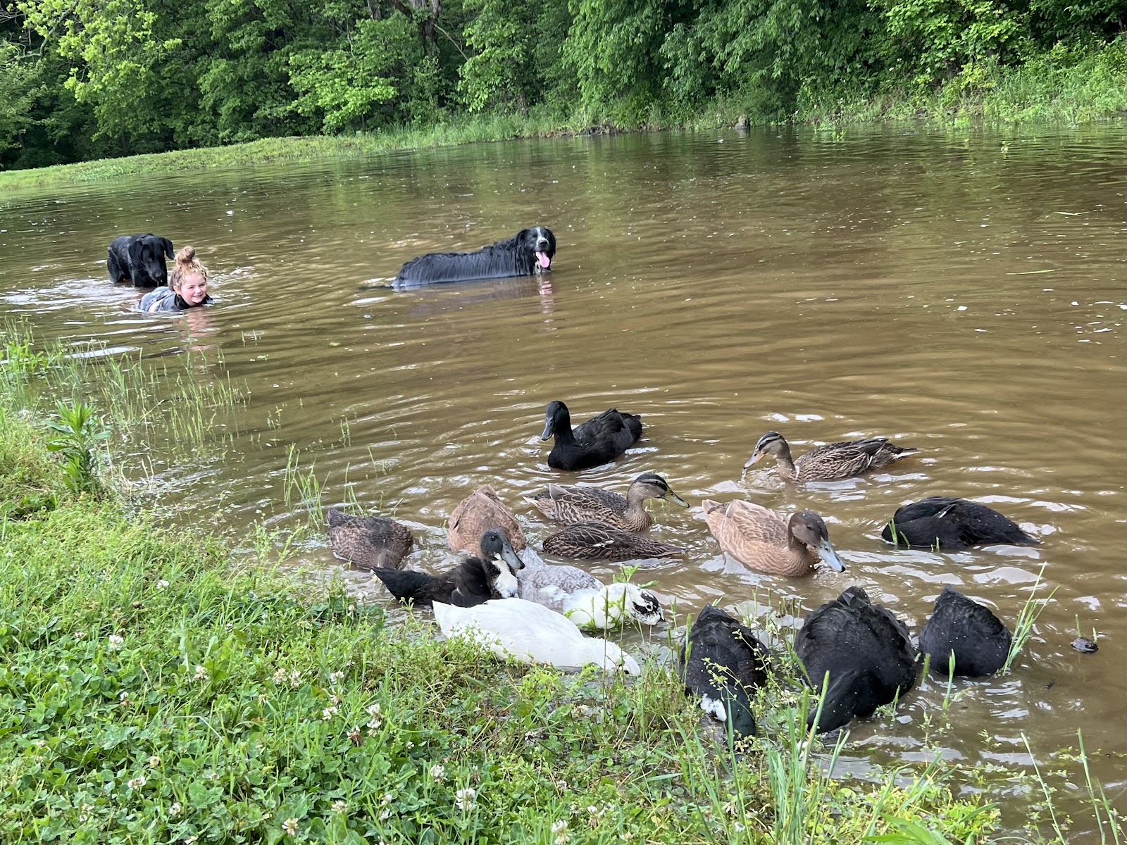 Cayuga Duckling, Jumbo Pekin Duckling, Khaki Campbell Duckling, Mallard Duckling, Mixed Ducklings
