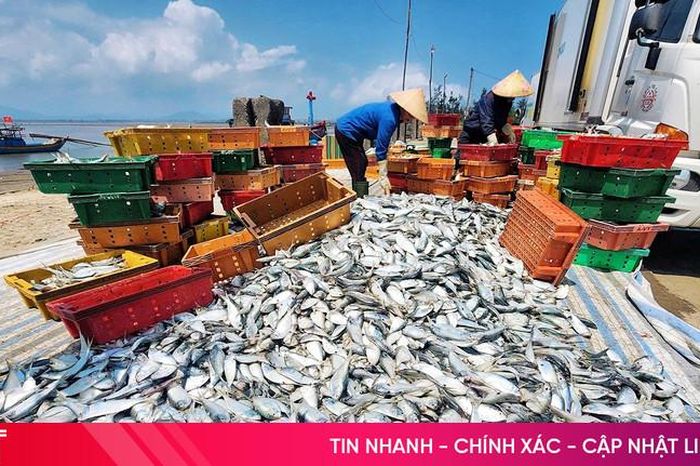 Ngư dân Hà Tĩnh trúng đậm cá mòi, cá trích - Báo Hà Tĩnh