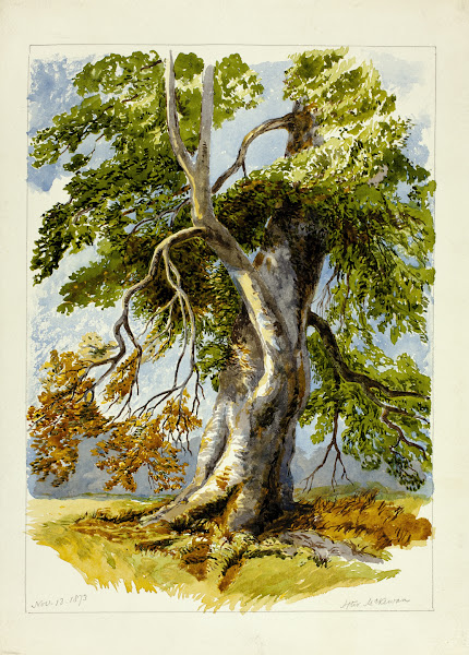 Gnarled Tree 1826 1873