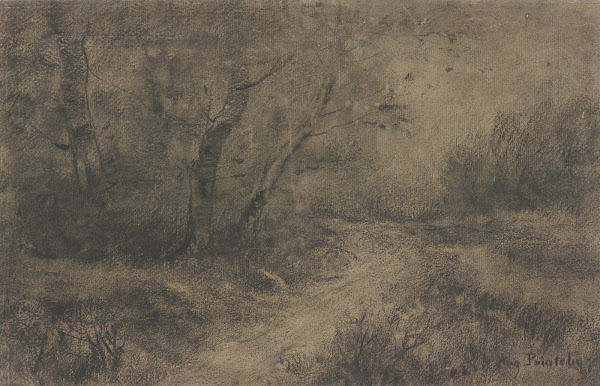 Forest landscape