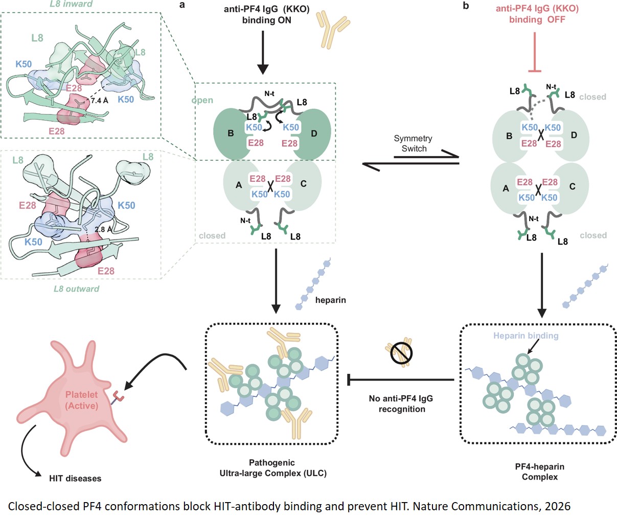Mechanism behind dangerous blood-clotting disorder uncovered!