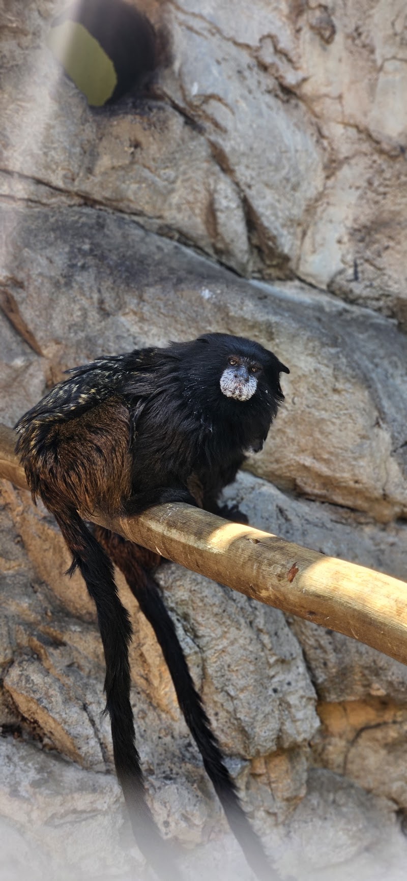 Tamarin