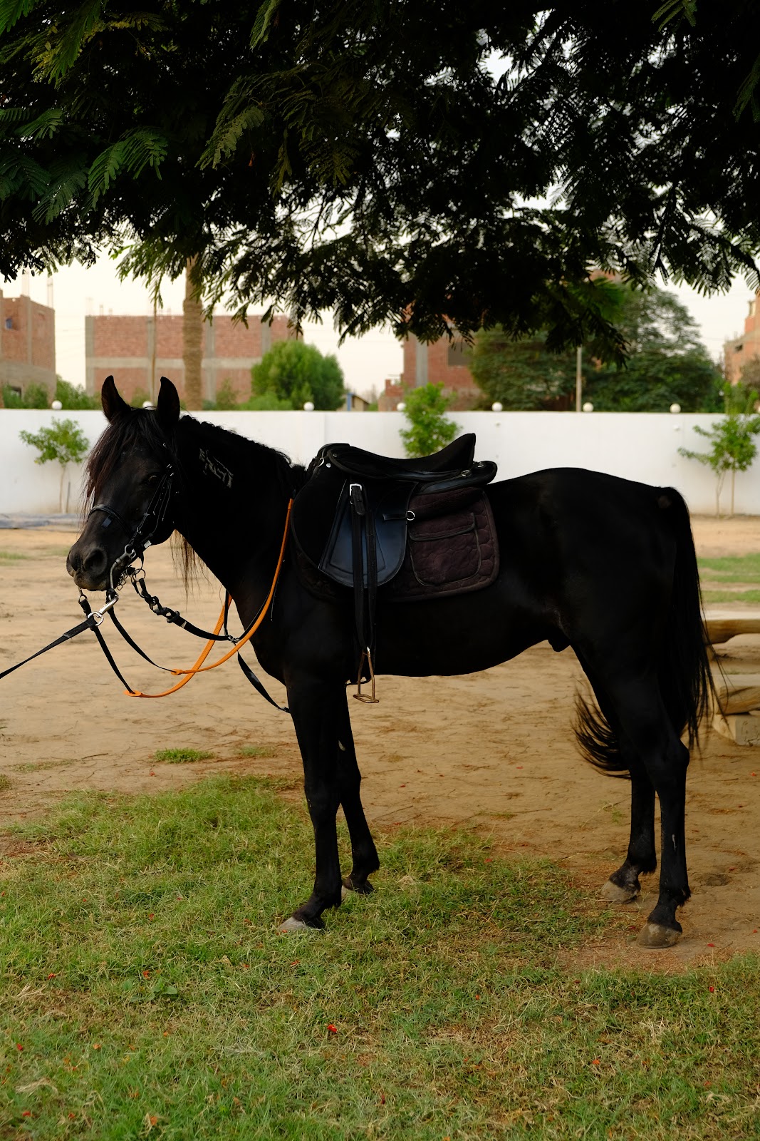 Aziz - Horse available for riding at Hooves in Saqqara, Egypt. Behold this magnificent Jet Black horse, whose color is so dark it creates a dra