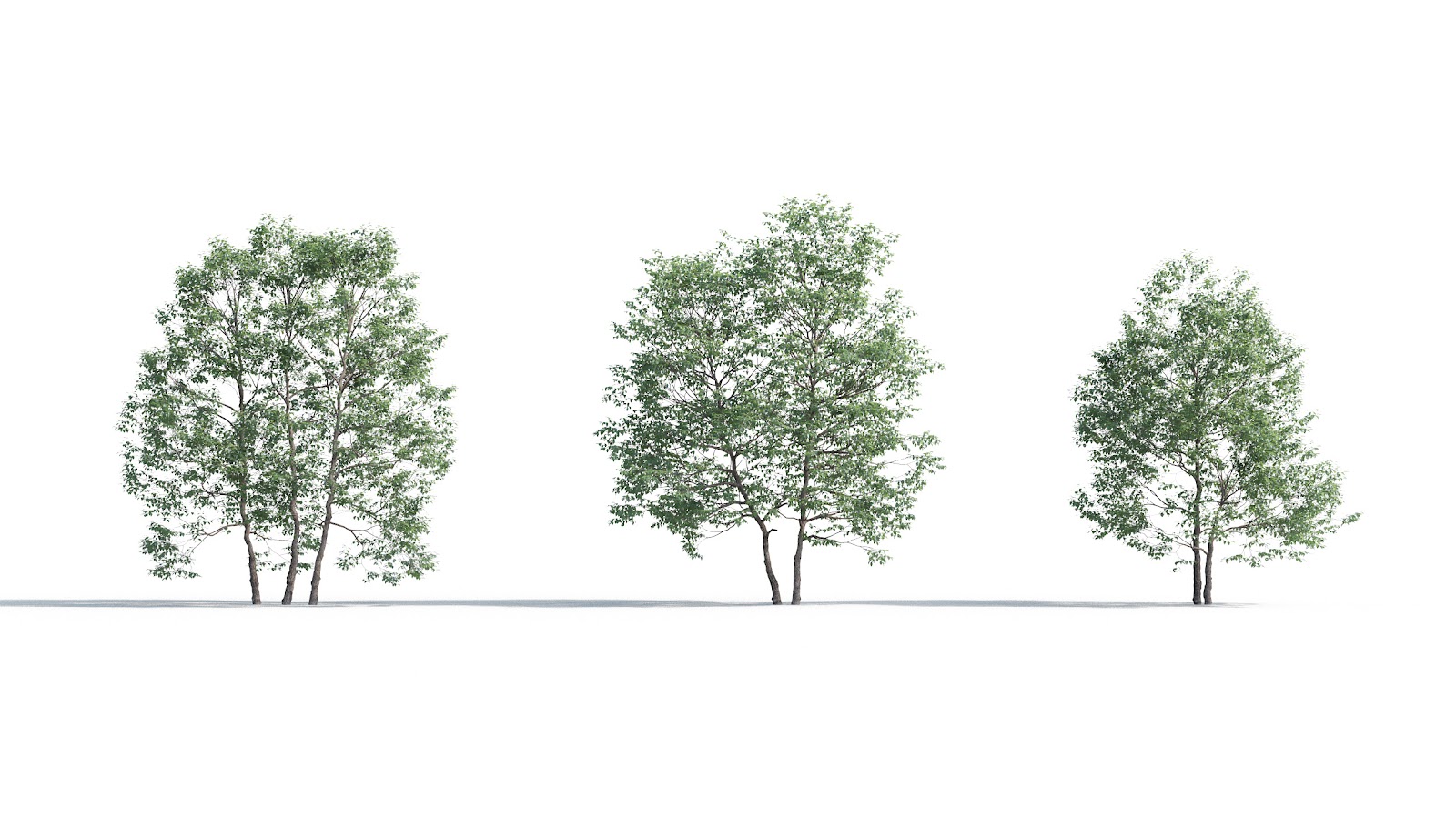 Maxtree - Plant Models Vol.5