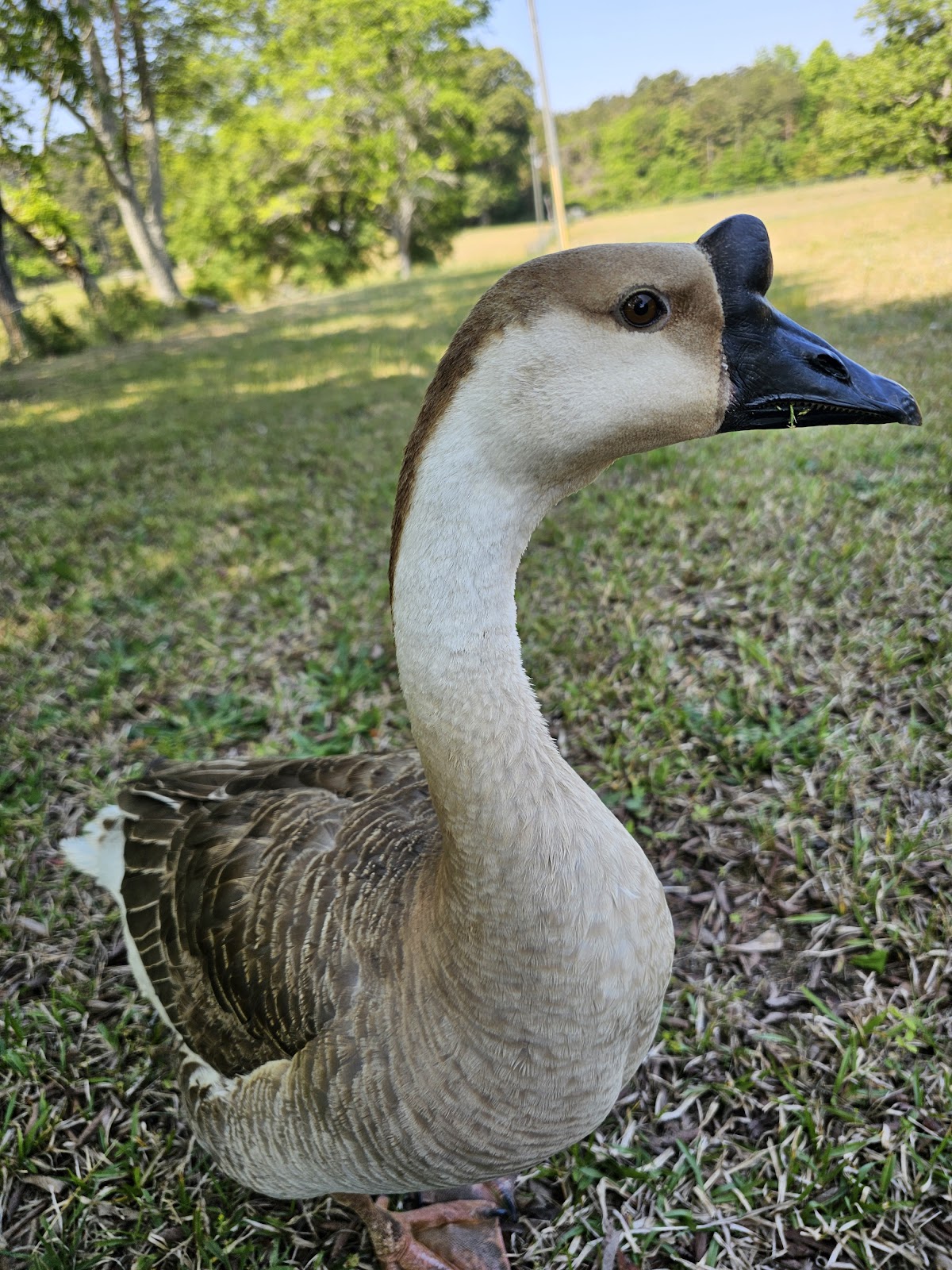 African Goose
