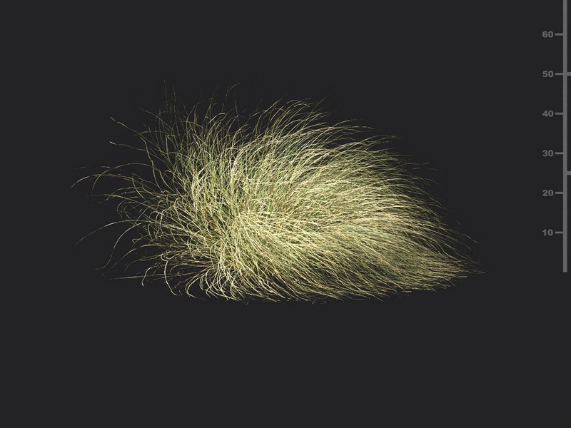 Maxtree - Plant Models Vol.115