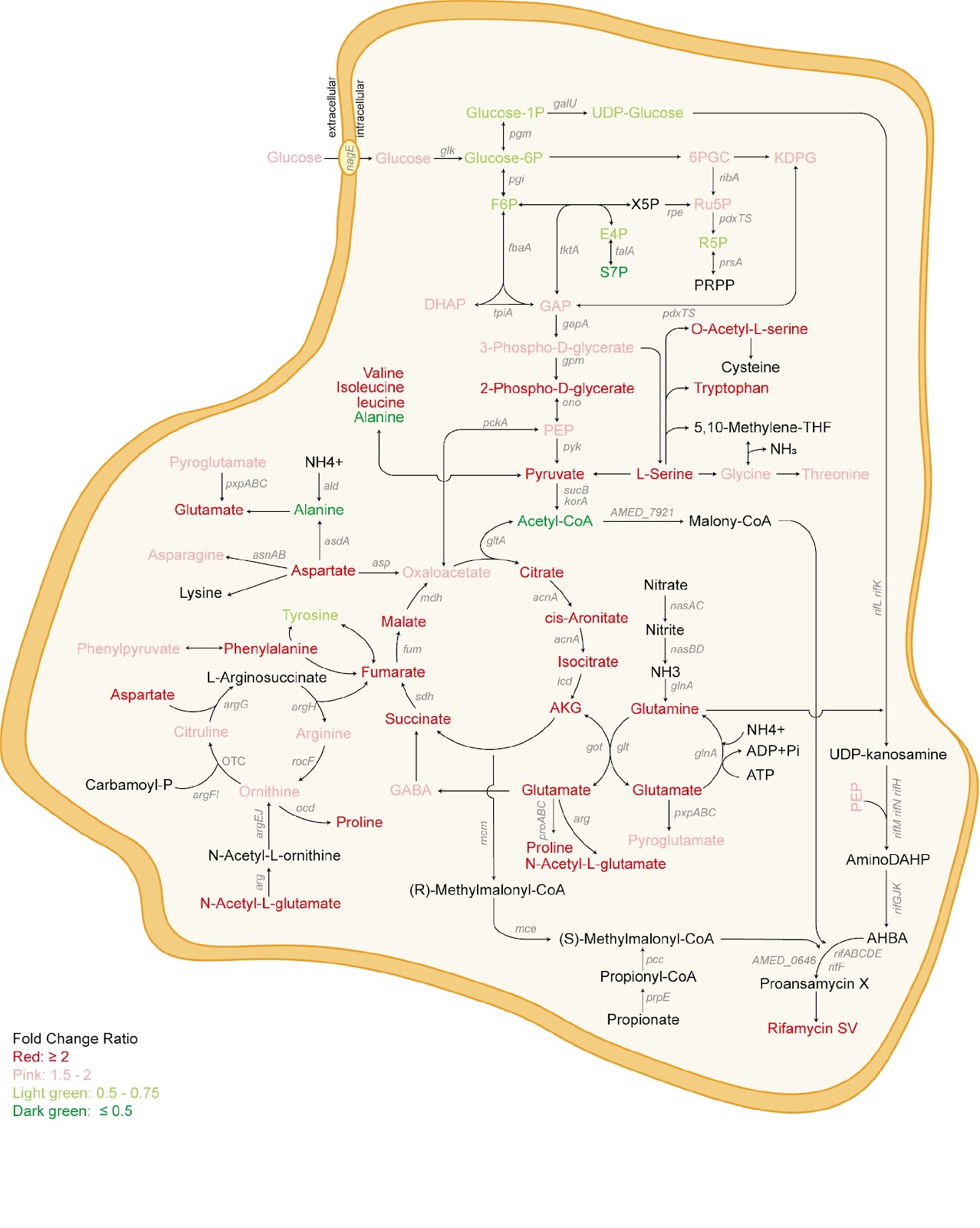Continuous carbon source supply is essential for high rifamycin productivity of Amycolatopsis mediterranei in nitrate-stimulated fermentation revealed by a metabolomic study