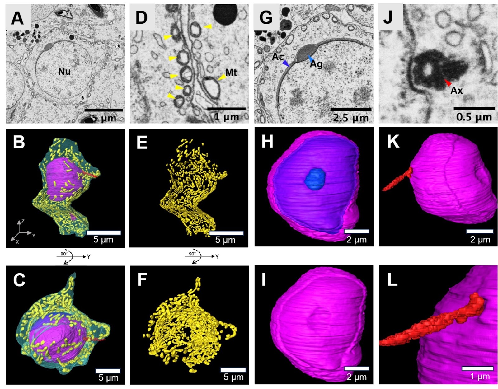 Three-dimensional reconstruction of rat sperm using volume electron microscopy