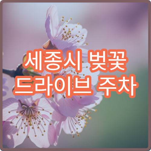 세종시 벚꽃 드라이브 주차 피하는 루트 초보 추천