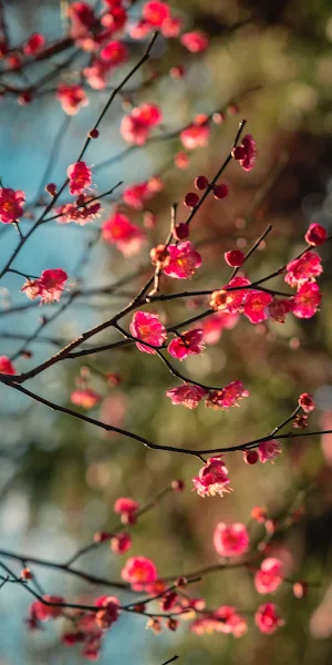 Blossom Petal Flowers 4K Wallpaper Background