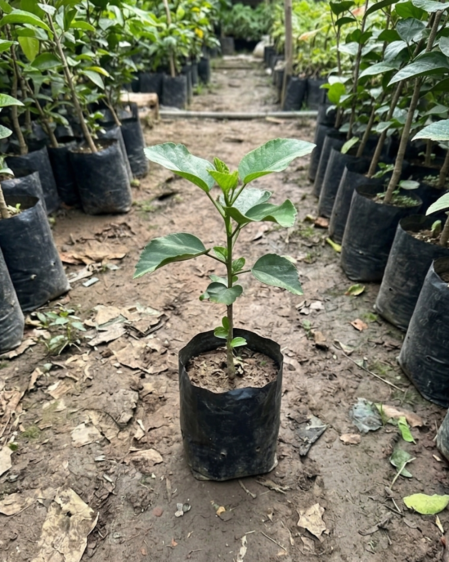 Hibiscus RMMA Blog Avenue — view 2