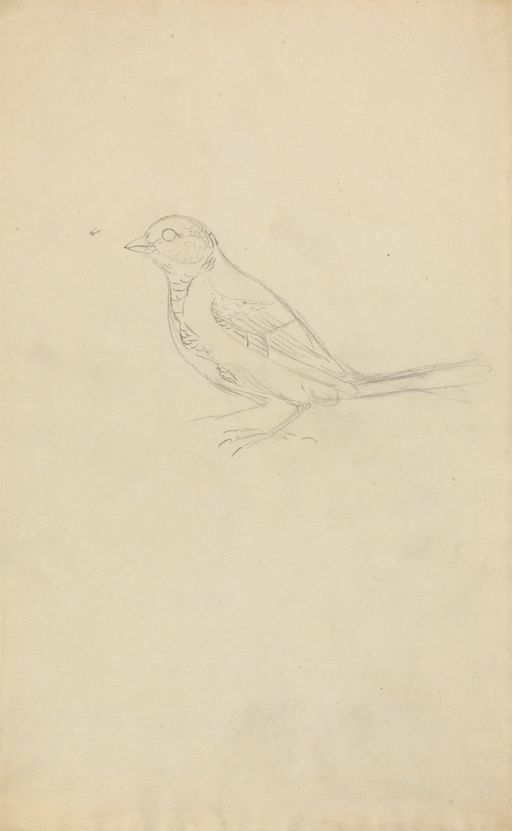 A Marsh Tit