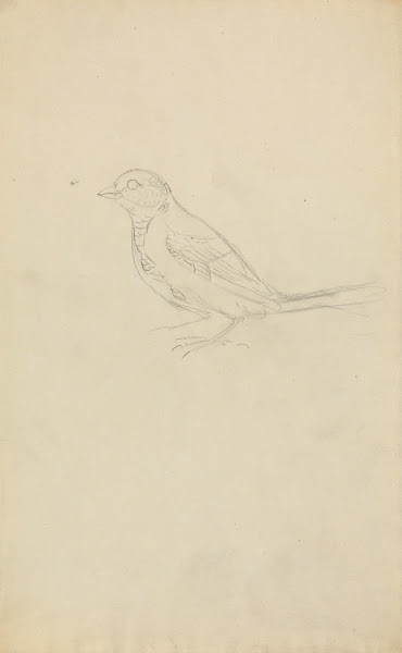 A Marsh Tit