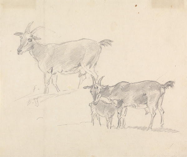 Study of Goats