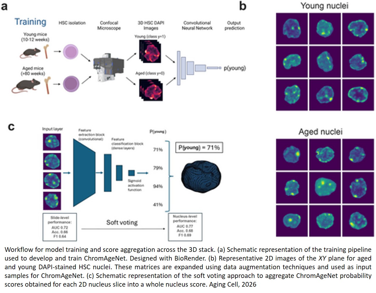 Deep Learning Predicts Hematopoietic Stem Cell Aging From 3D Chromatin Images