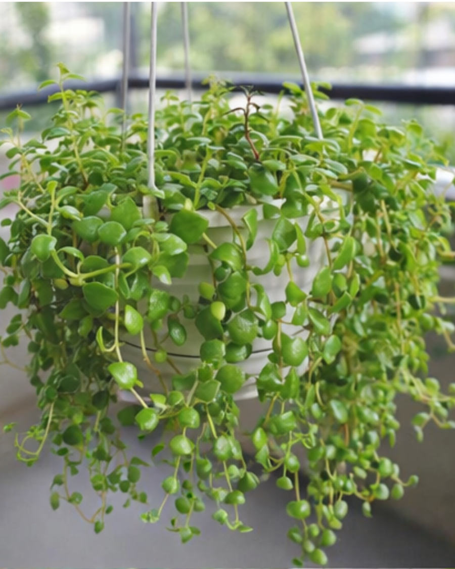 String of Hearts Plant — view 4