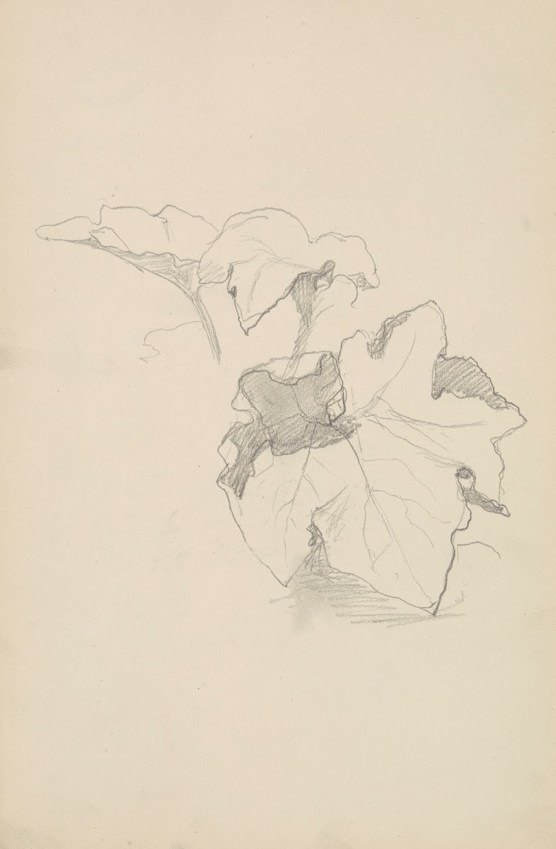 szkic liści winnej latorośli 1883