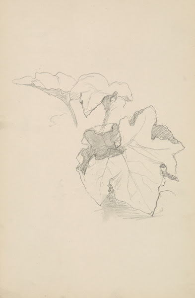 szkic liści winnej latorośli 1883