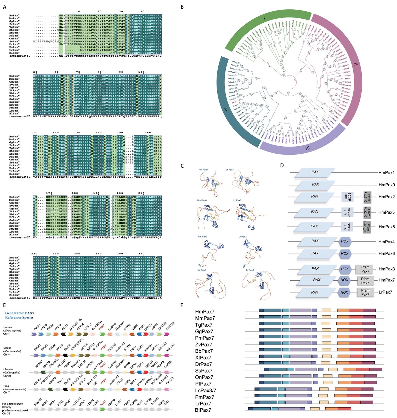 Evolutionary analysis of paired box gene family and biological function exploration of Lr.Pax7 in lamprey (Lethenteron reissneri)