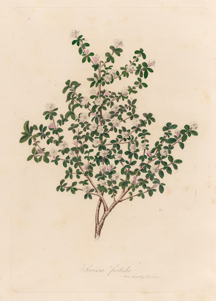 Serissa foetida 1818 1824