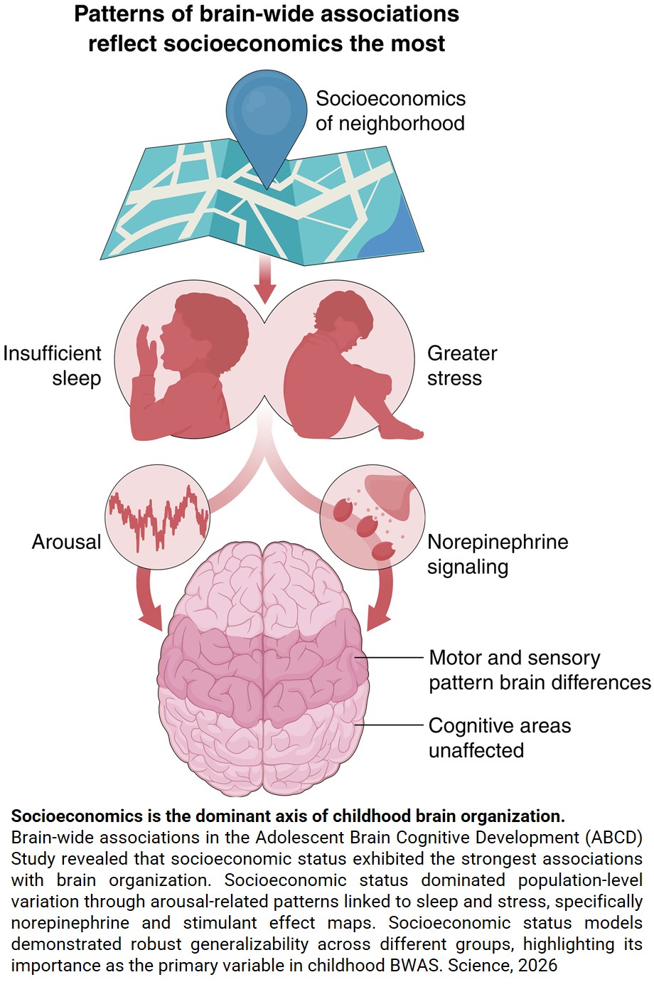 Socioeconomic factors influence children’s brain structure and function