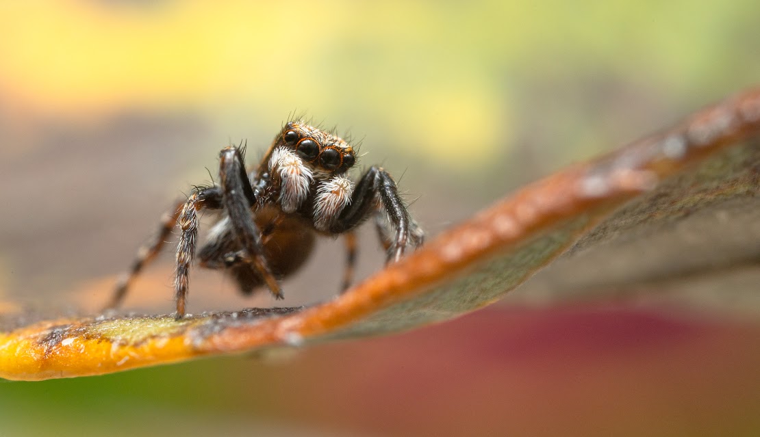 Pseudeuophrys lanigera