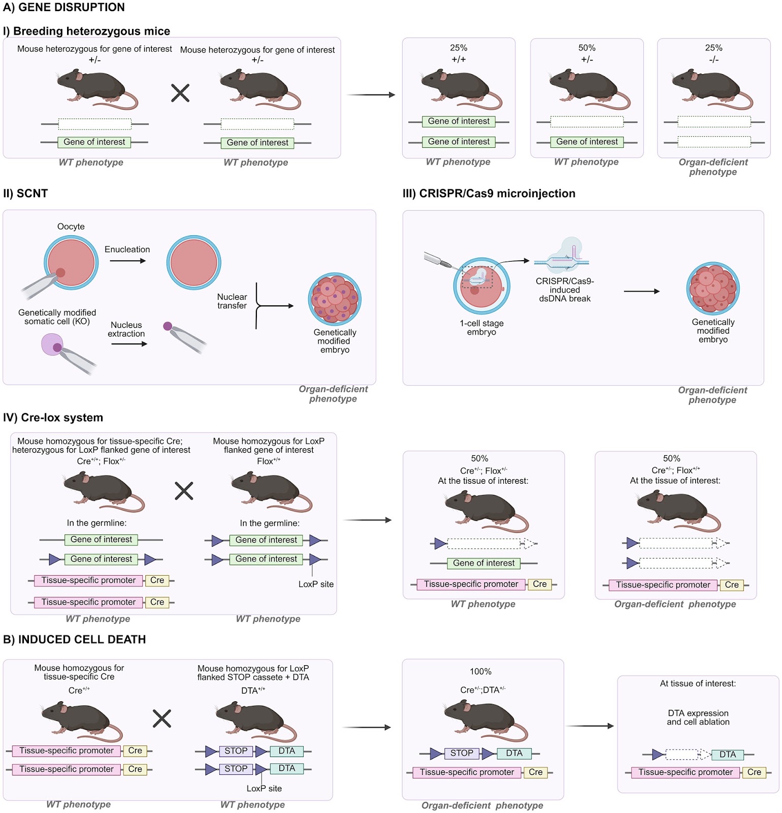 Blastocyst complementation: current progress and future directions in xenogeneic organogenesis