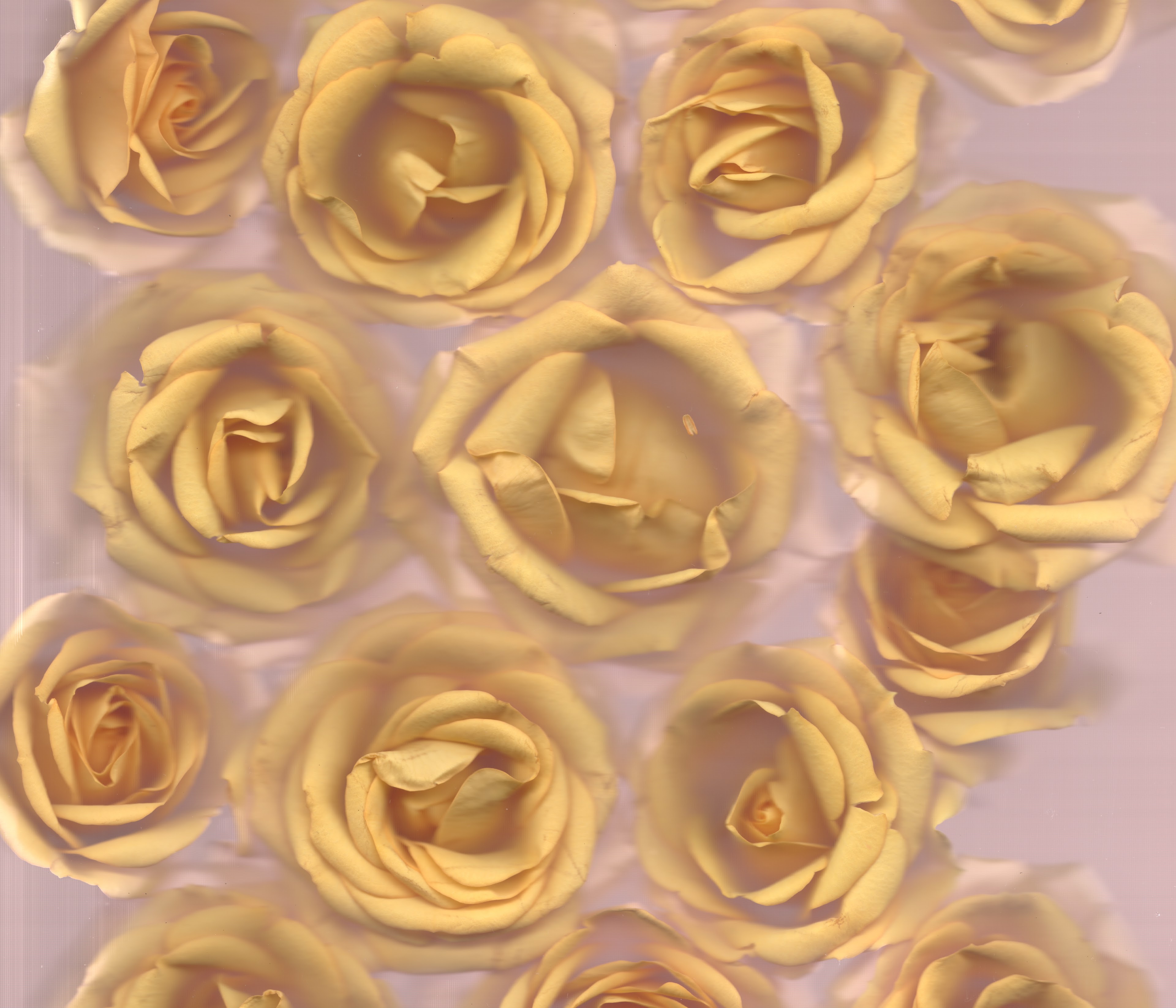 Yellow No. 3 — original botanical scanography fine art print by Zoey Solomon