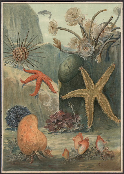 Worms starfish sea urchins etc 1900