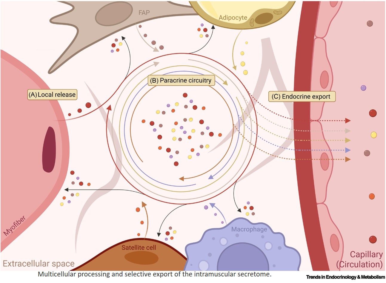 The local–systemic axis of the skeletal muscle secretome