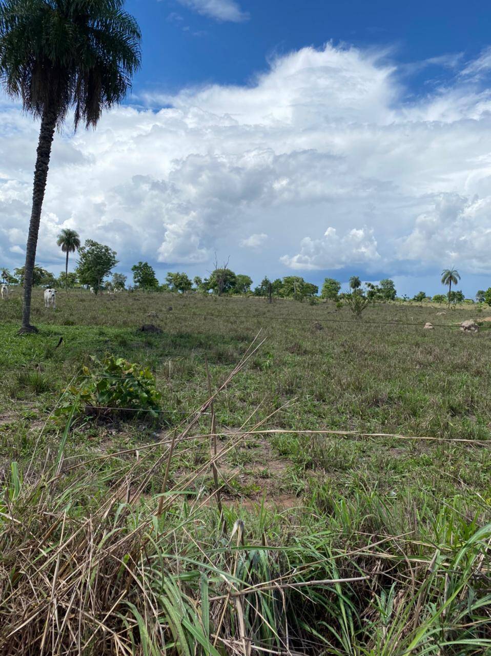 Fazenda em Nova Crixás-GO 3