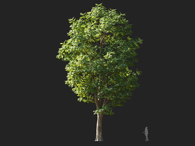 Maxtree - Plant Models Vol.132