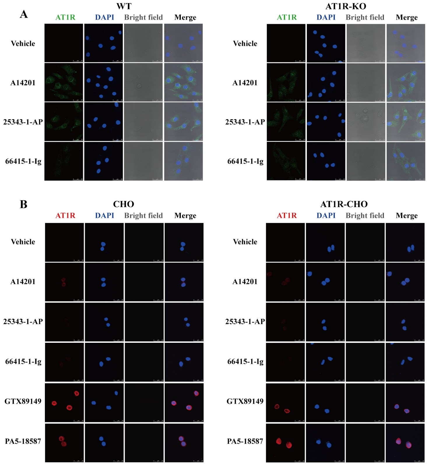 Validation of six commercially available angiotensin II type 1 receptor antibodies