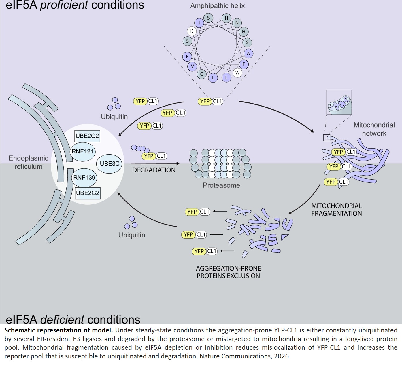 Mitochondria serve as a holdout compartment for aggregation-prone proteins hindering efficient degradation