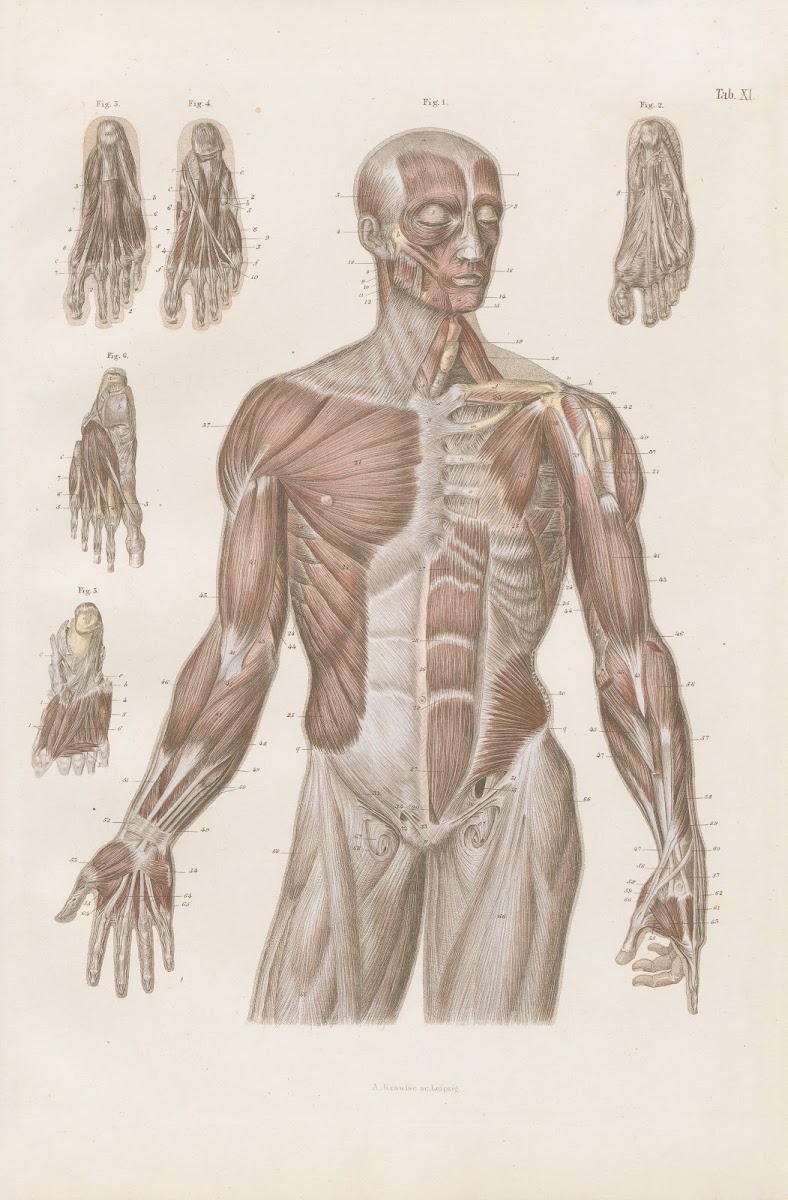 Muscles of the trunk arms and feet 1880