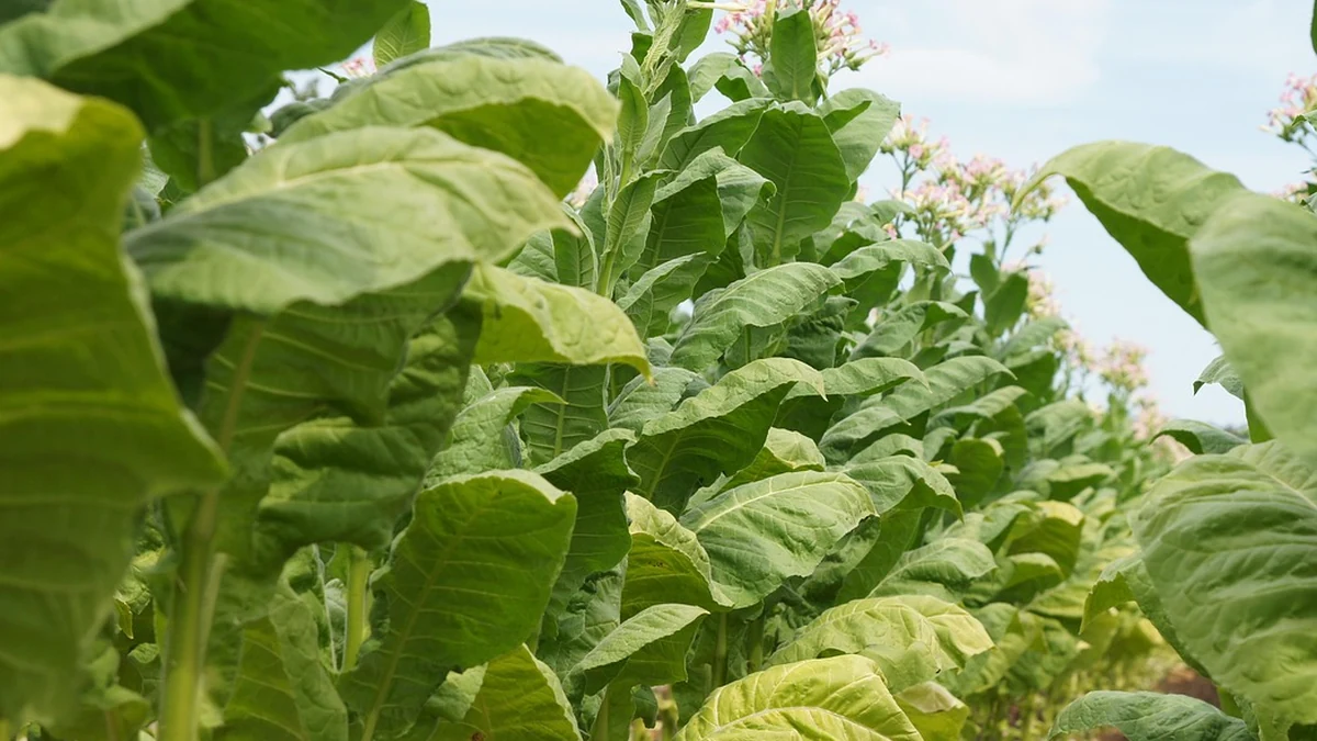 저소득층을 위한 주거복지 지원금 신청 조건과 혜택