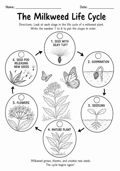 Milkweed Life Cycle Worksheet