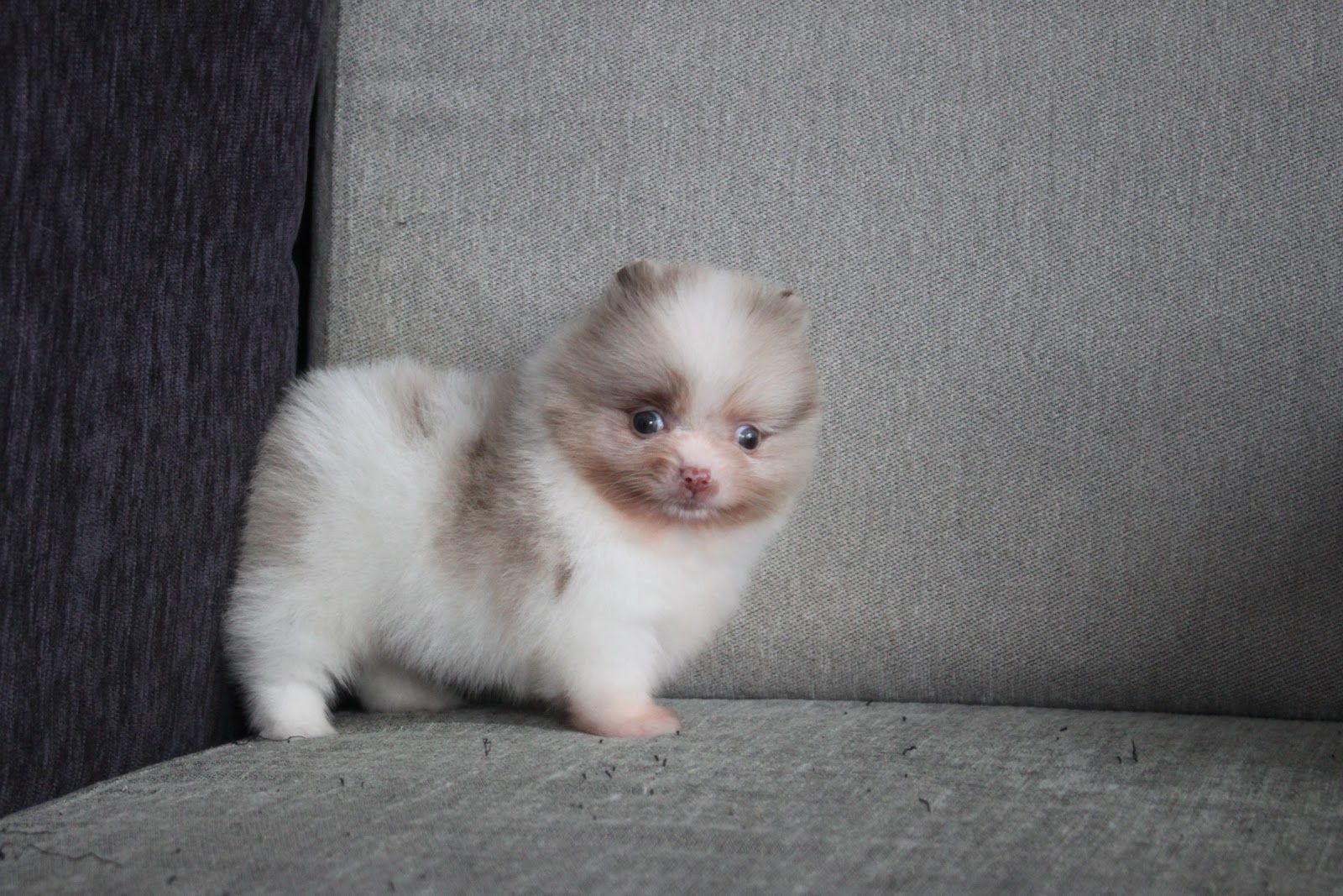 12/19出生 高端優質迷你松鼠博美巧克力大理石白花弟弟