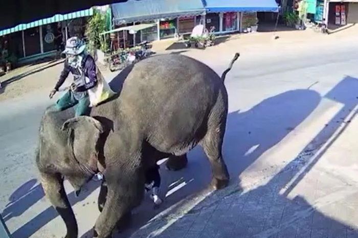 Bé gái 2 tuổi suýt bị voi giẫm khi thực hiện nghi lễ cầu may - Tạp chí Doanh Nghiệp Việt Nam